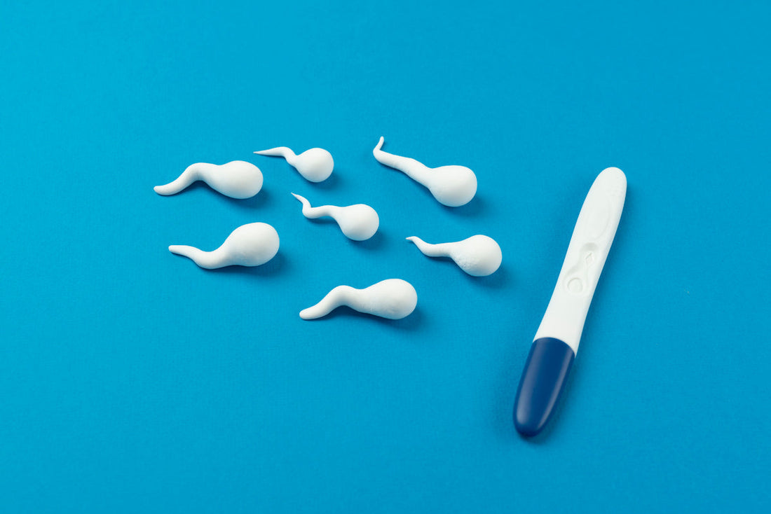 New Study Links Sperm Quality to Longevity – What It Means for Men’s Health