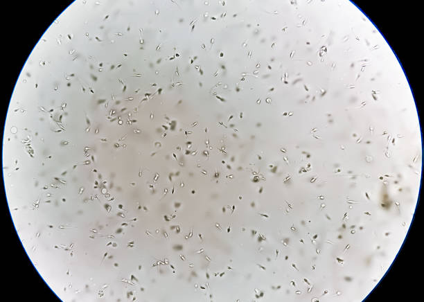 Fertility test for men: What is a semen analysis?
