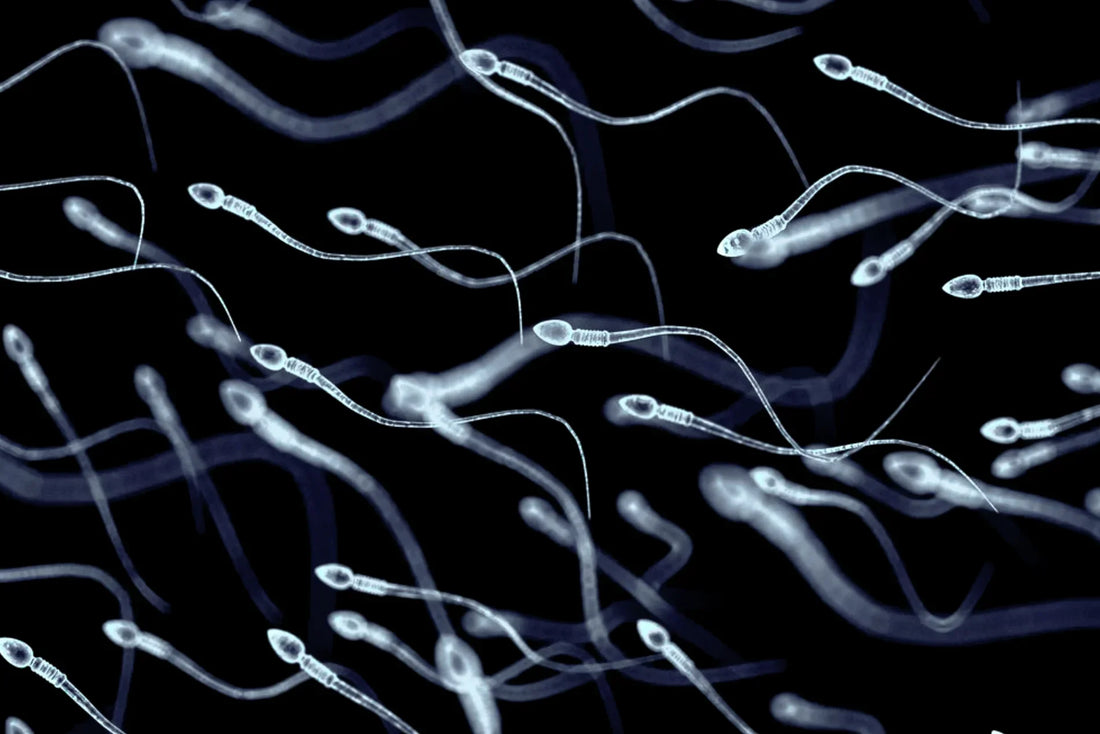 What We Learned from Real-World Sperm Data